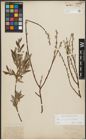 Foto von Salix purpurea L. x Salix repens L.